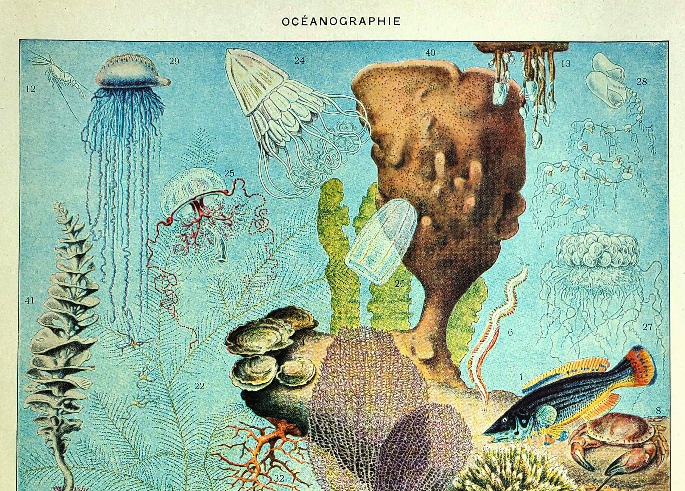 Antique lithograph 1928 A. Millot - Oceanography, marine fauna and flora