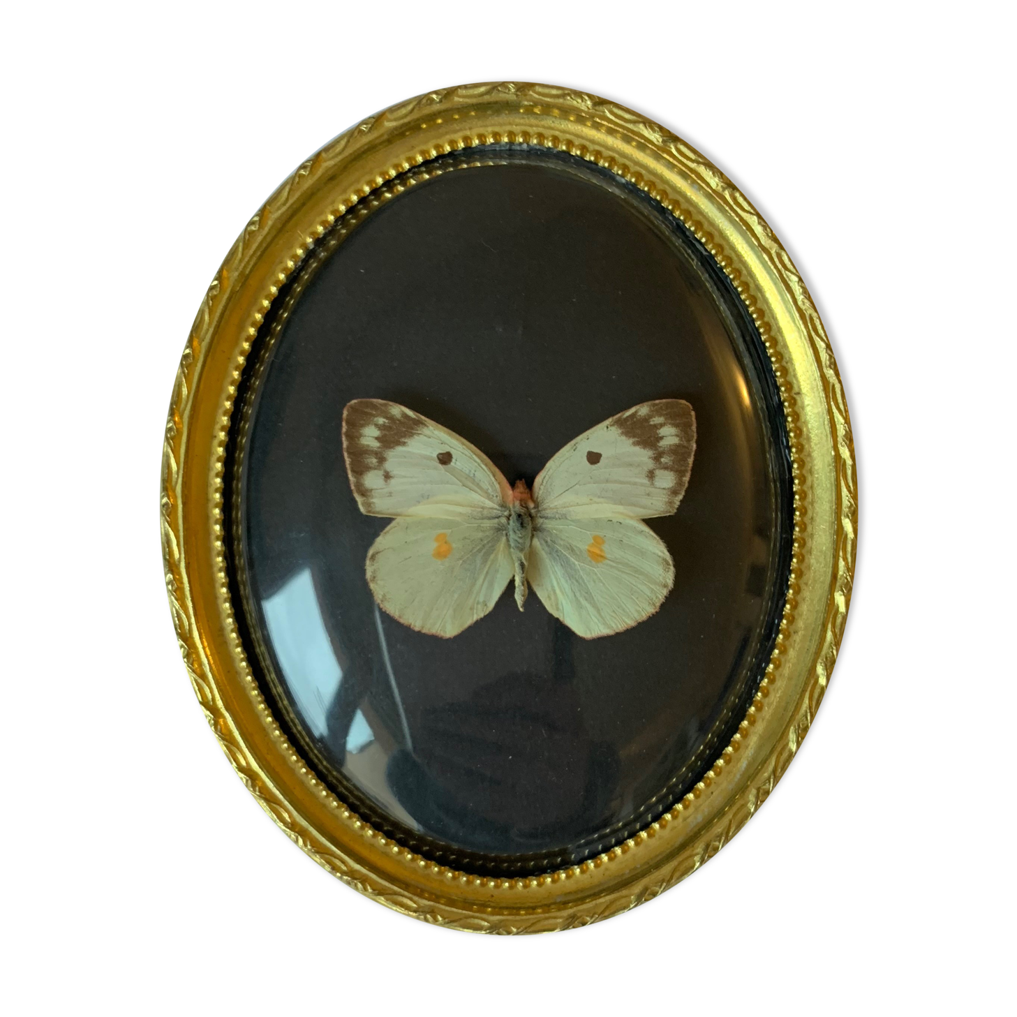 Butterfly under curved frame
