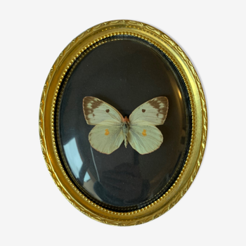 Butterfly under curved frame