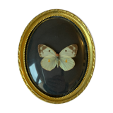 Butterfly under curved frame