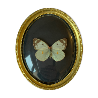 Butterfly under curved frame