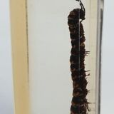 Canadian tiger centipede resin insect