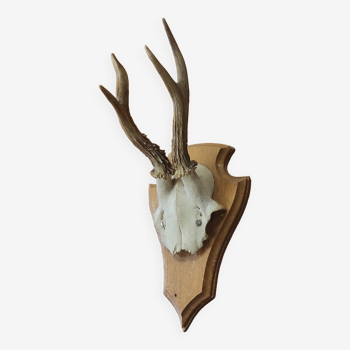 Massacre hunting trophy wine cloud deer on oak wooden shield