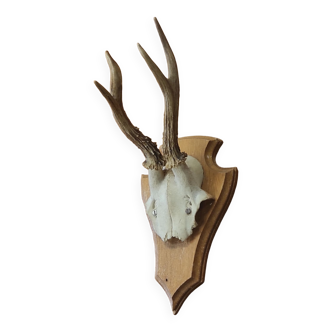 Massacre hunting trophy wine cloud deer on oak wooden shield