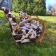 Pair of Art Deco cowhide armchairs