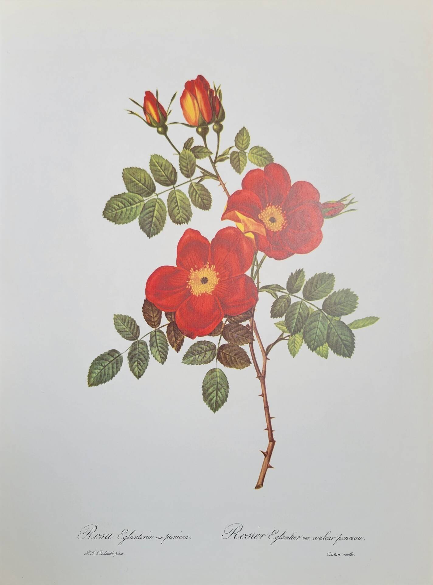 Botanical plate Wild Rose, P.J. Redouté, 1960