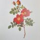 Botanical plate Wild Rose, P.J. Redouté, 1960