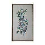 Lithographie oiseaux