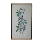 Lithographie oiseaux