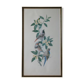 Bird lithography
