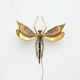 "Libellule" wall light by Jacques Duval Brasseur in brass and agate, 1970.