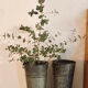 Florist pots