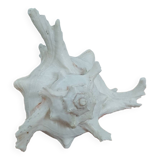 Giant natural decorative shell