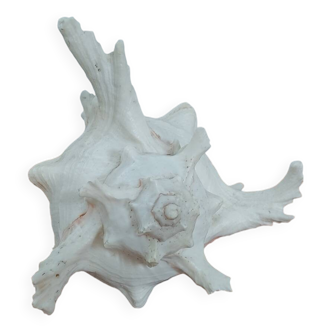 Giant natural decorative shell