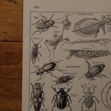 Original lithograph on arthropods