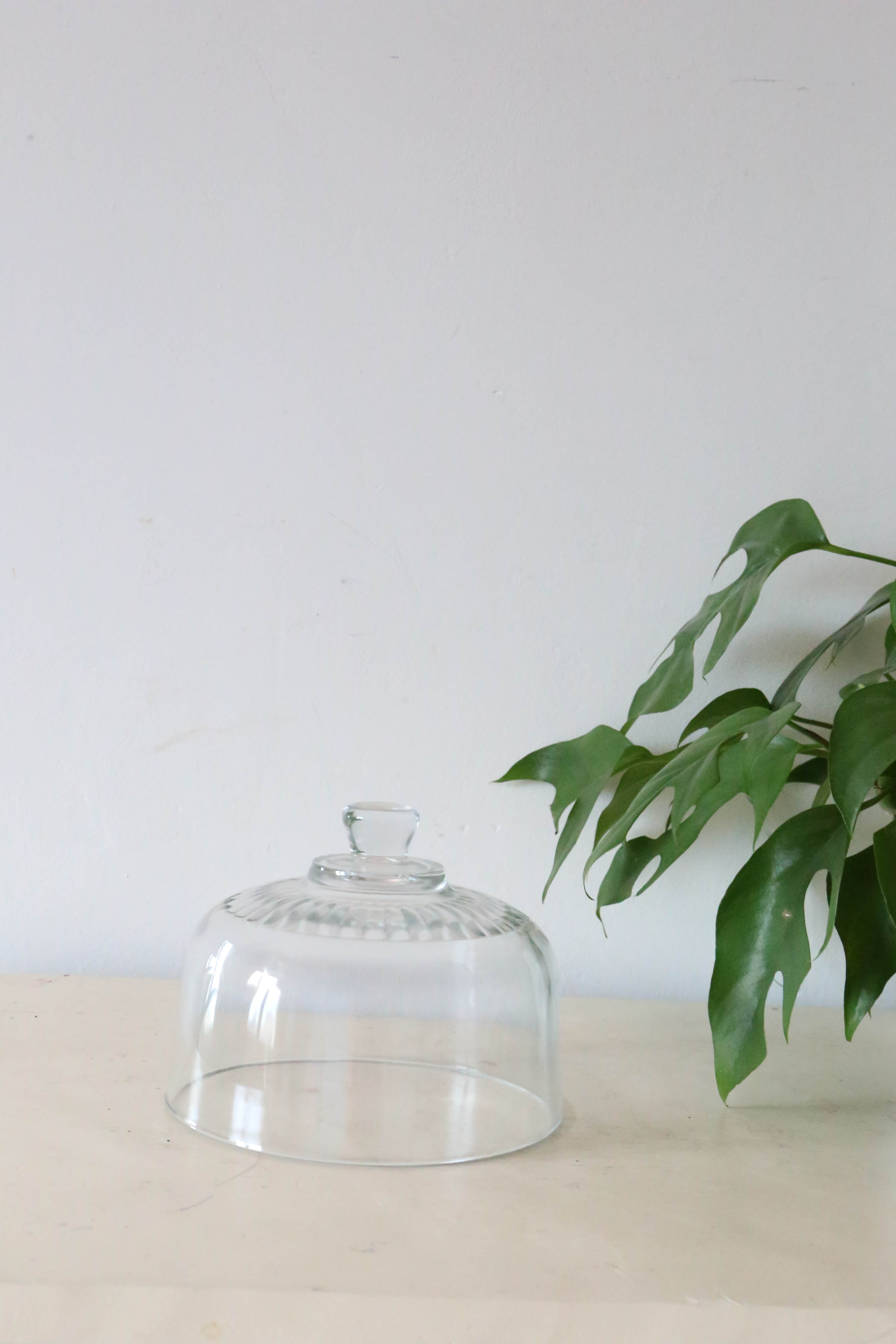 Glass cheese bell, vintage