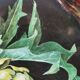 Vintage painted metal tray, still life