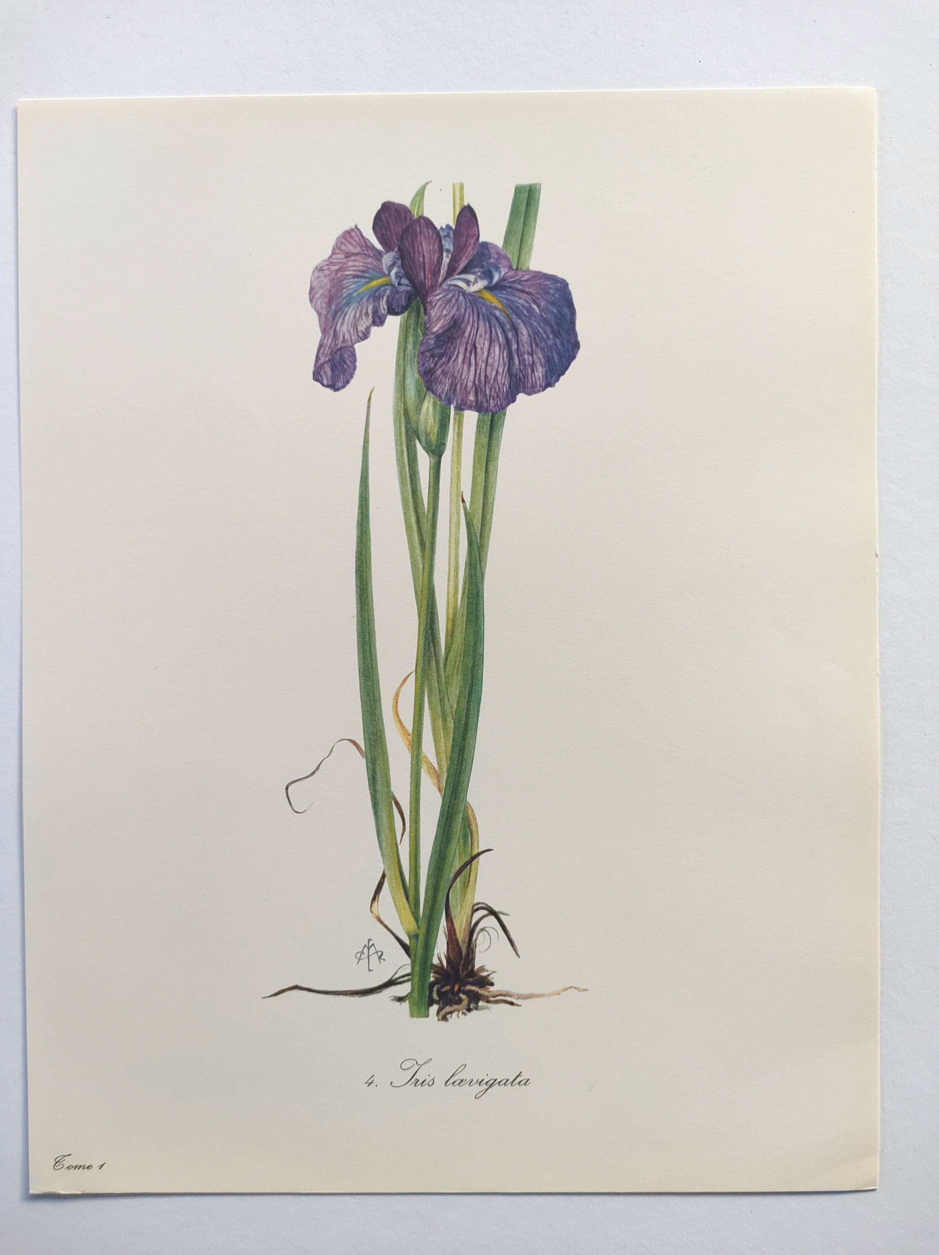 Planche Florale de 1978 - Iris - Aquarelle botanique de M.Rollinat