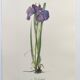 Planche Florale de 1978 - Iris - Aquarelle botanique de M.Rollinat