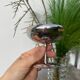 6 coupelles / coupes en inox Remy Letang