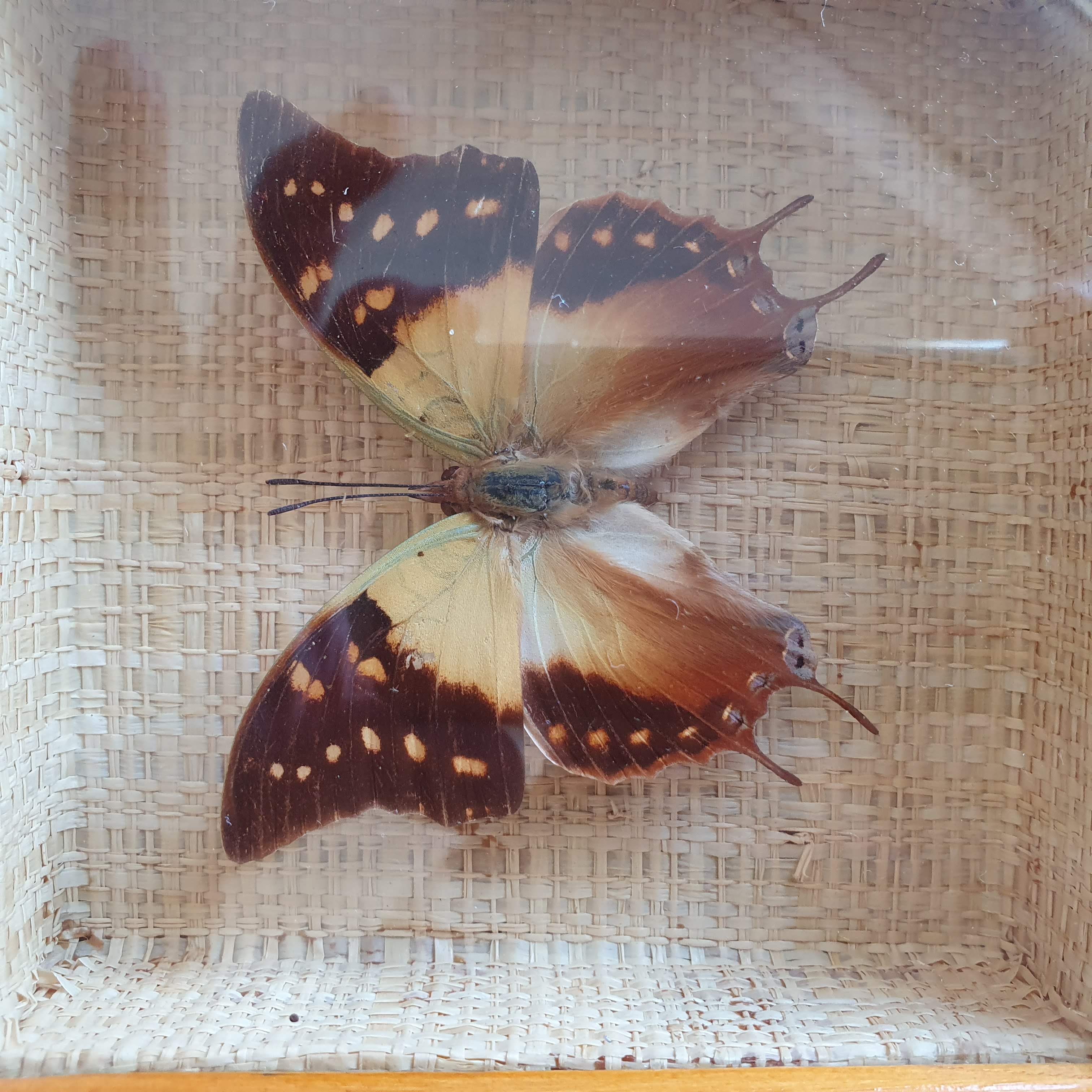 Naturalized butterfly