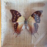 Naturalized butterfly