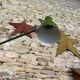 Wall lamp - 2 telescopic arms - khaki green