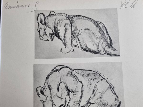 Planche illustrée, Études de lionceau esquisse, Signée André Margat, 1930