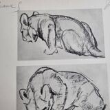 Illustrated plate, Studies of a lion cub sketch, Signed André Margat, 1930