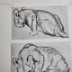 Illustrated plate, Studies of a lion cub sketch, Signed André Margat, 1930