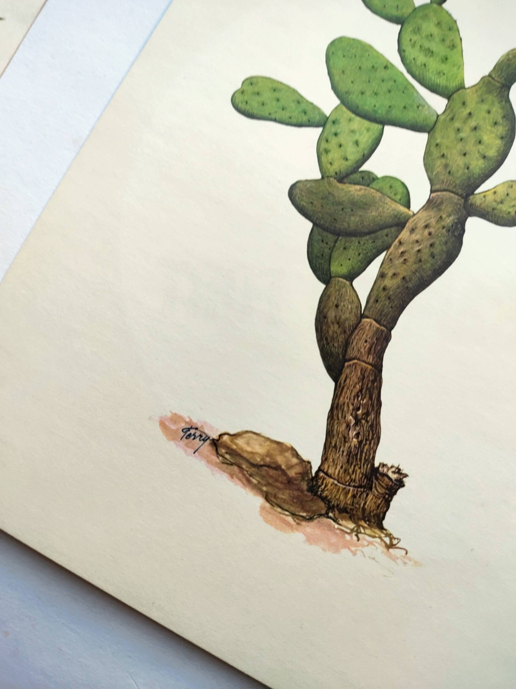 Illustration of a prickly pear tree - Vintage botanical nature plate 1960