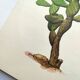 Illustration of a prickly pear tree - Vintage botanical nature plate 1960