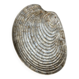 Shell plates by Dominique Guillot Vallauris from the 60s