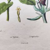 Old engraving from 1838 - Sphinx butterfly 1 - Zoological and botanical hand-colored plate