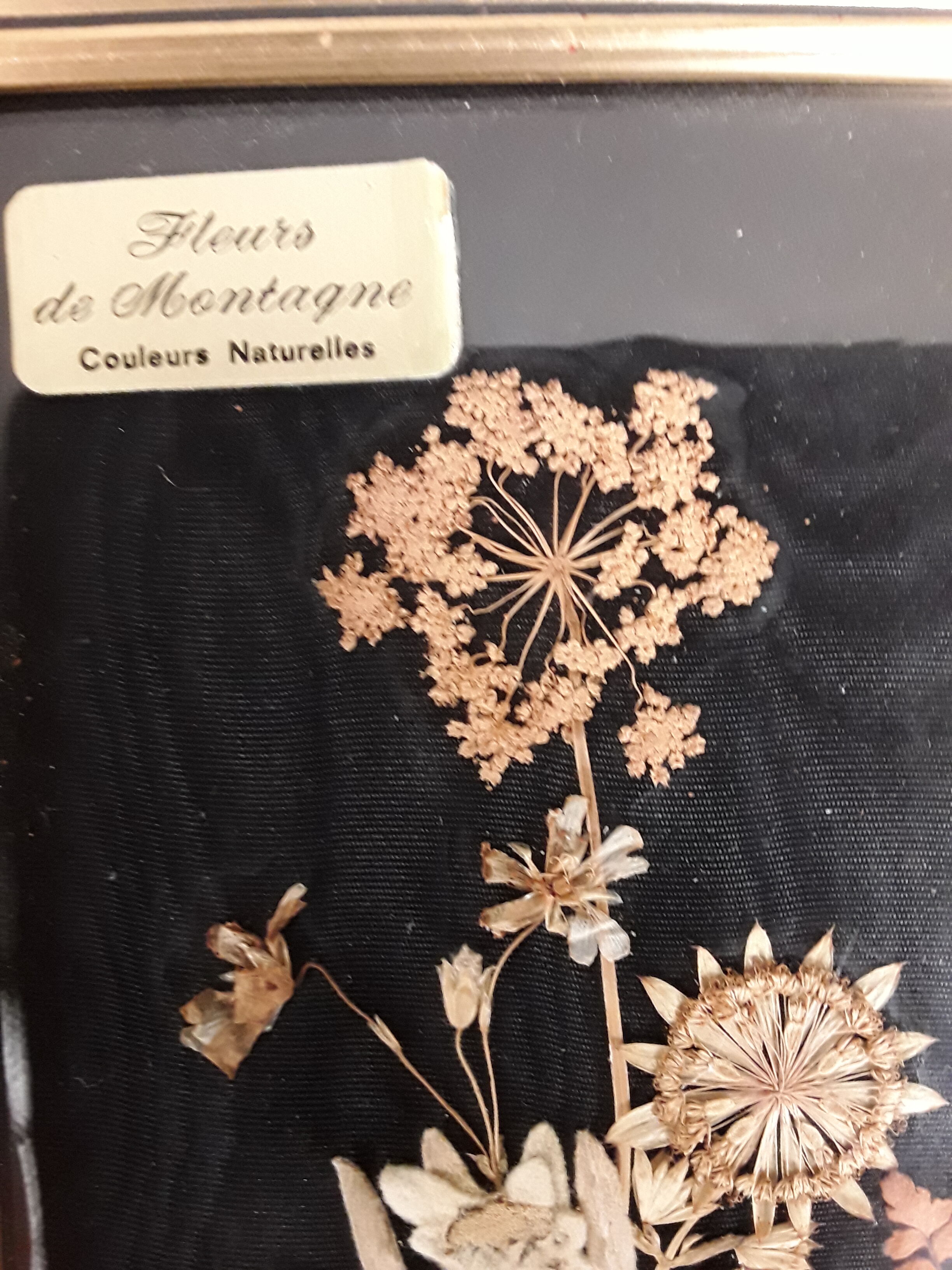 Painting dried flowers signed