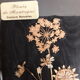 Painting dried flowers signed