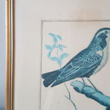 Framed bird engraving