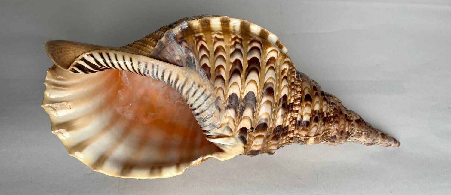 Charonia tritonis shell