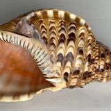 Charonia tritonis shell