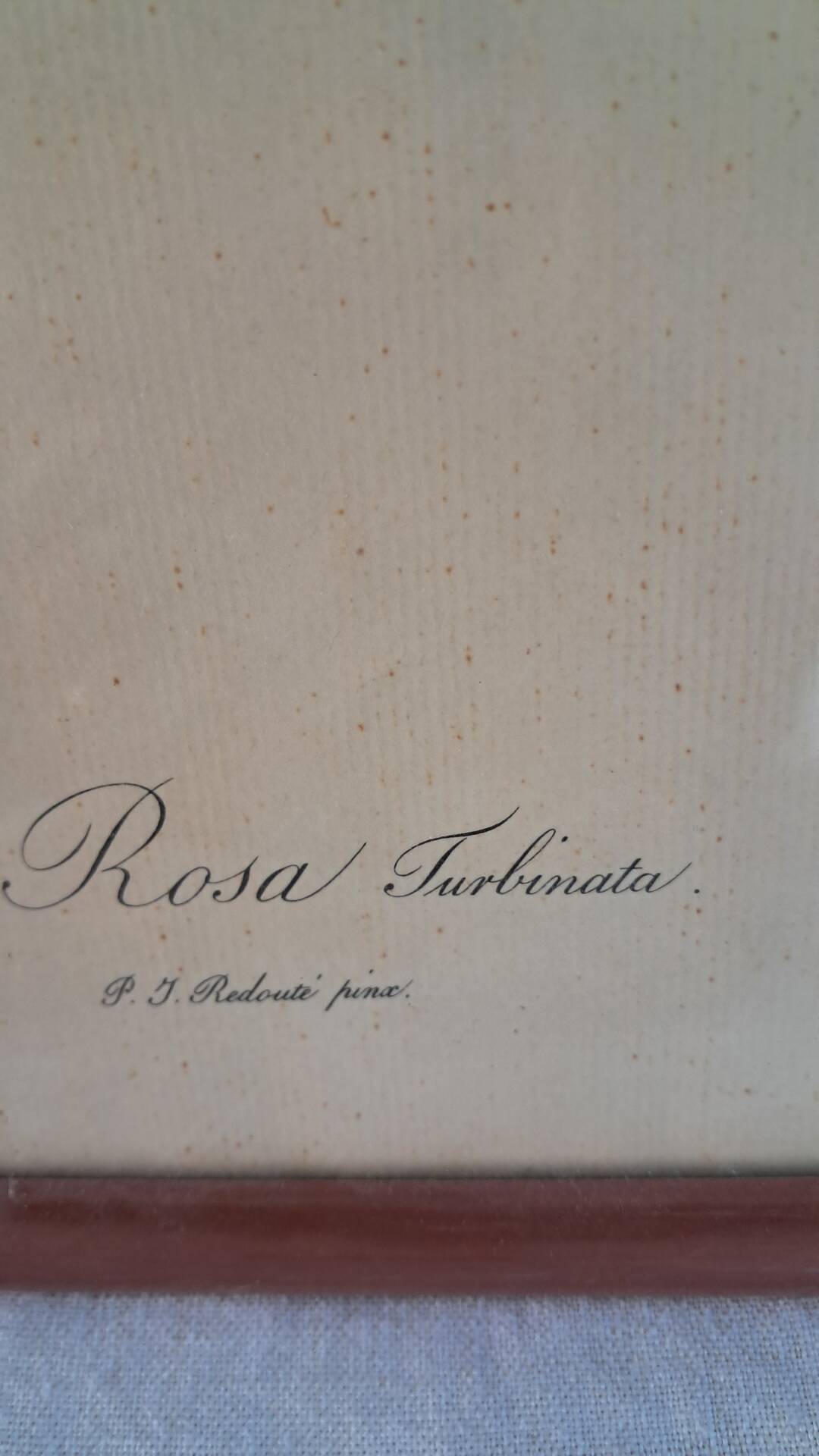 Botanical engraving Rosa Turbinata after Redouté — Vintage wooden frame