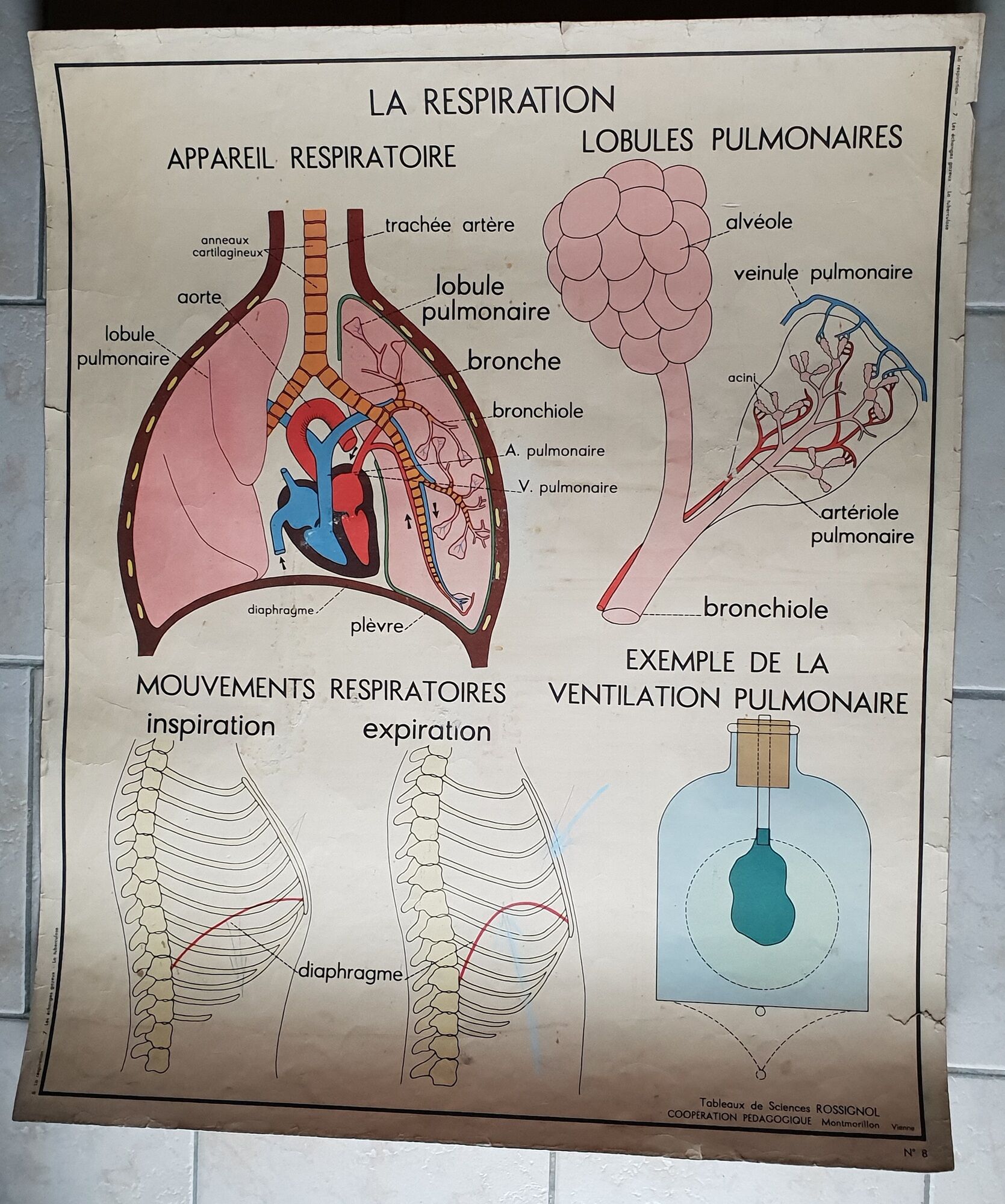 School poster Rossignol
