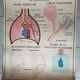 School poster Rossignol