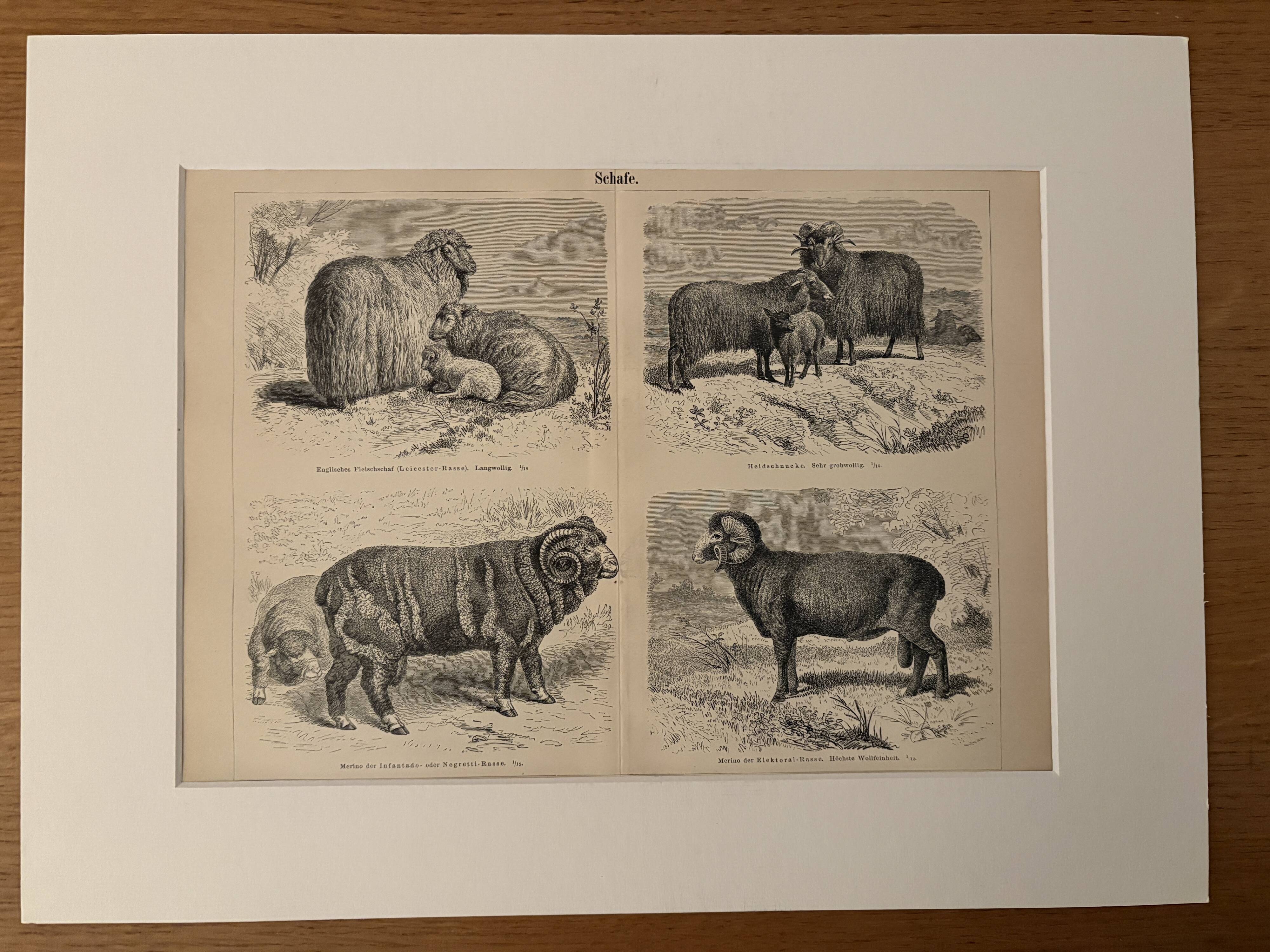Gravure vintage sur les moutons