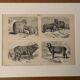 Gravure vintage sur les moutons