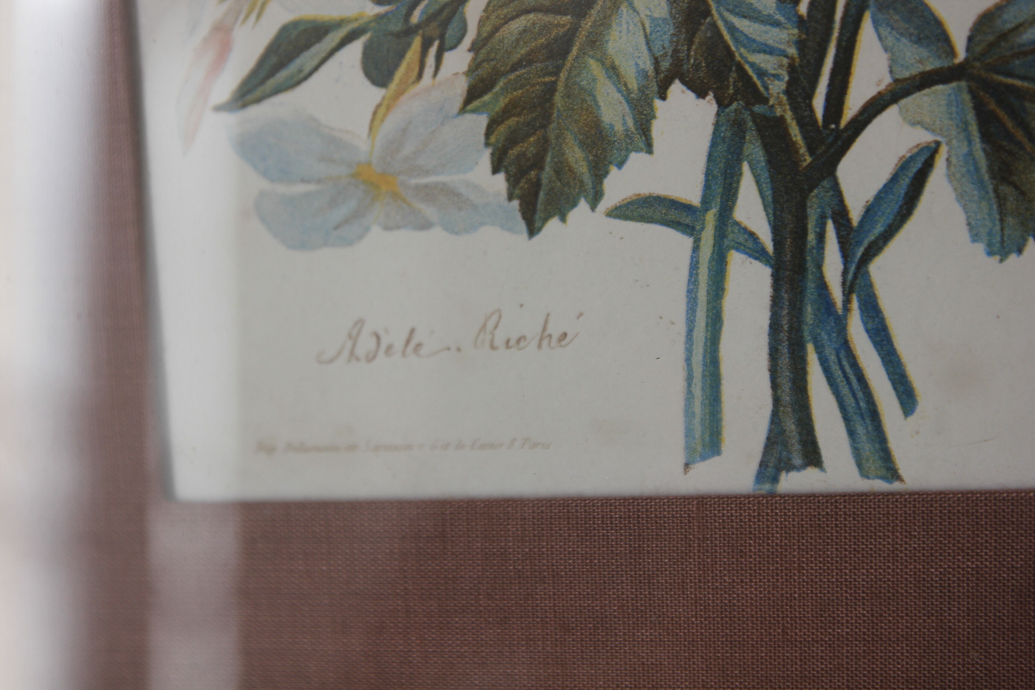 Engraving of flowers