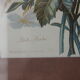 Gravure de fleurs
