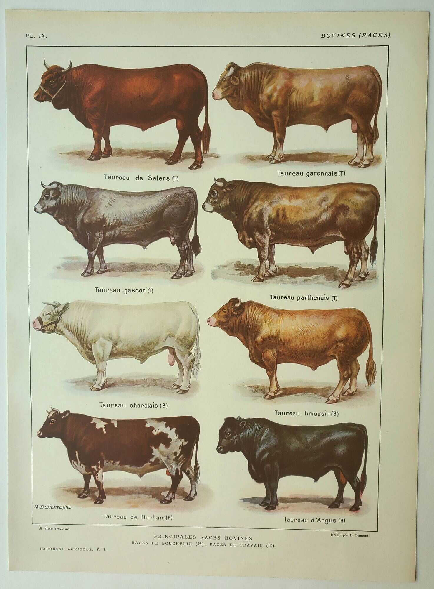 Antique engraving 1922, Bull and Bovine, bovine breeds, cow • Lithograph, original illustration