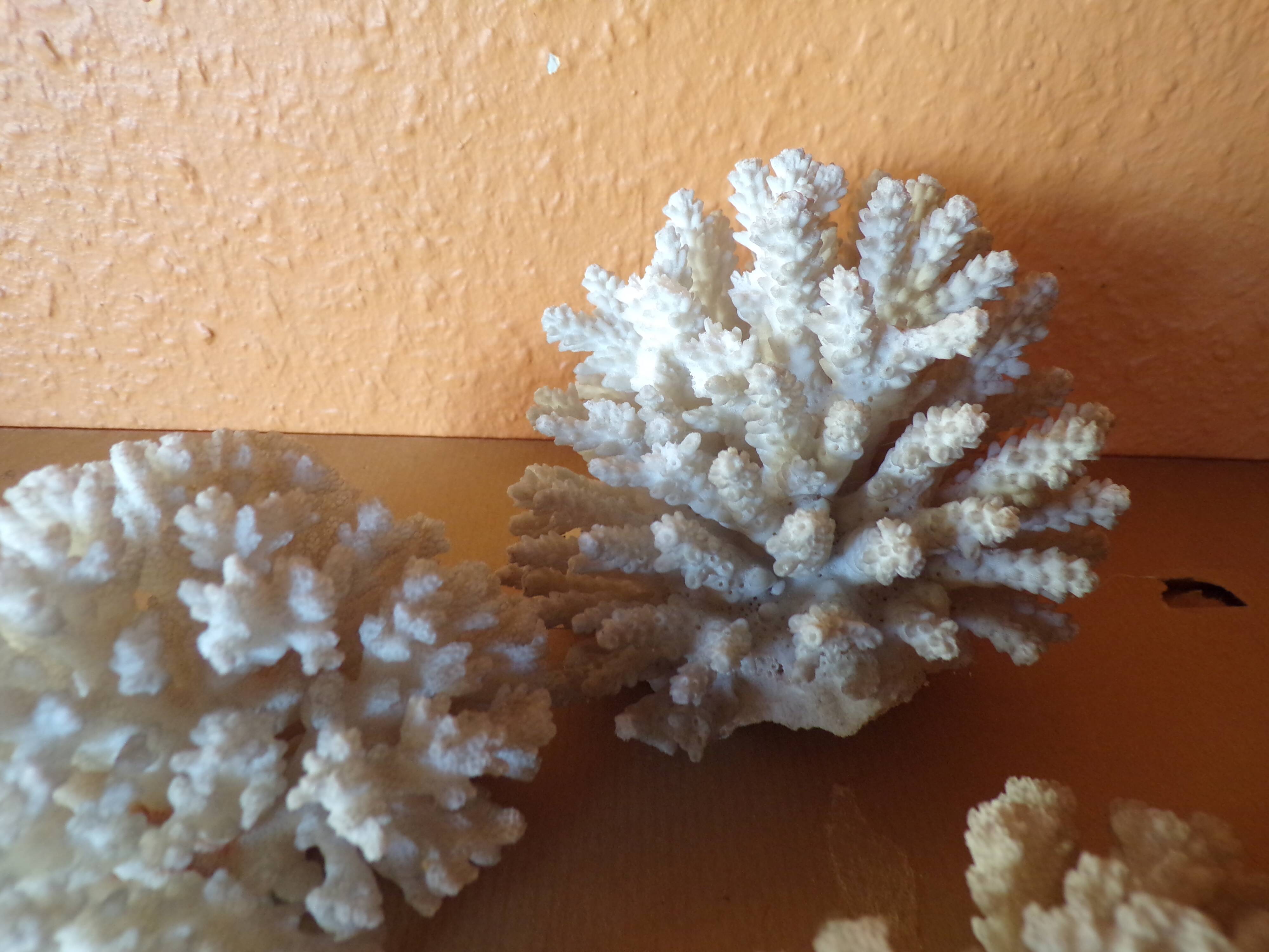 Lot of ancient natural white corals