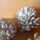 Lot of ancient natural white corals