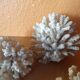 Lot of ancient natural white corals